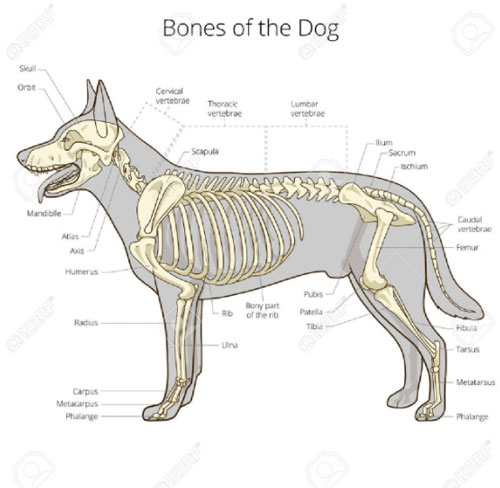 Présentation détaillée des os du chien