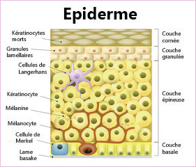 Epiderme - Programme Biologie CAP Petite Enfance