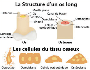 Structure de l'os